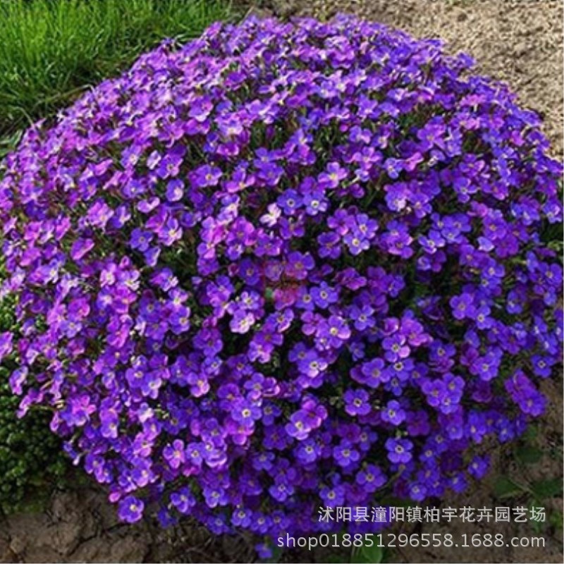 南庭芥种子蓝庭芥花种子多年生草花种子耐旱耐寒庭院四季种花卉 阿里巴巴