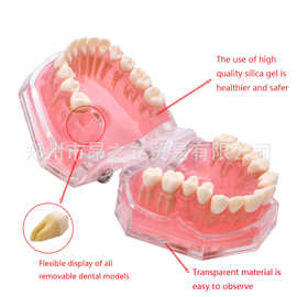 牙科材料 标准牙软托可拔牙模型 1:1 教学牙模型口腔齿科器械电商