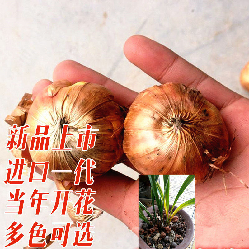 兰花盆栽剑兰种球 冬天耐寒剑兰盆栽花卉 四季开花水培兰花剑兰球-阿里巴巴