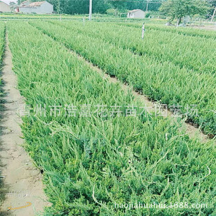 ���ؾG�h���l  ���ؘ��·�G��  Ҏ���Rȫ   ���̈@�־G��