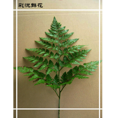 [配草]昆明基地直供批发 银扣豆 鱼尾叶婚庆配叶 高山羊齿 八角叶