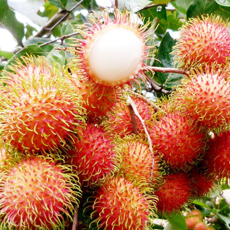 越南泰国红毛丹4斤5斤新鲜现货热带东南亚当季水果空运一件代发|ms