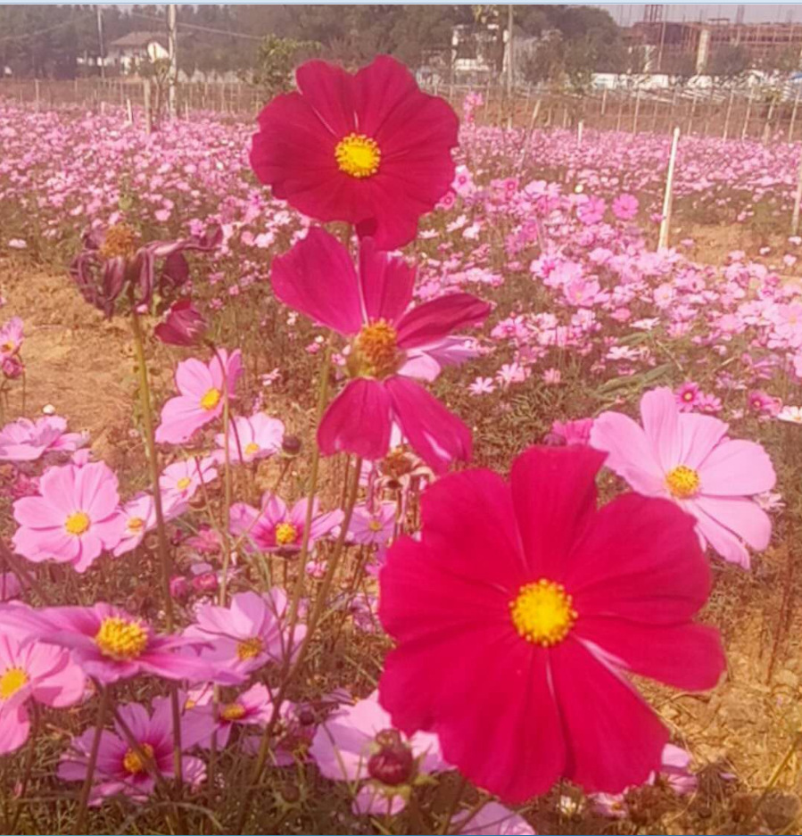 花海波斯菊