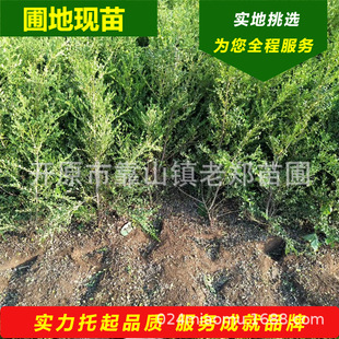 �����S���30-60����С�~�S�������煲���G�hɫ�Kֲ��������l