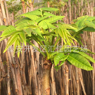 �㴻����� �L�ڹ������l�����㴻�� ����ʳ���㴻�� �t���㴻��