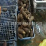 自主去皮创业农副流水线