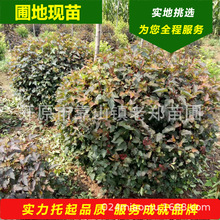 紫叶风箱果树球金叶风箱果球丛生枫箱果绿篱苗杯苗绿化彩叶花灌木
