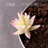 Simulation flower fake succulent micro -landscape succulent pot landscape landscaping material fake meat, eternal flower green plant wall decoration