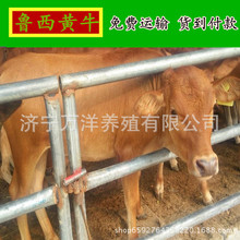 肉牛犊养殖出售  改良架子牛市场价格   鲁西黄牛成年牛出肉率