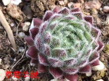 种植多肉植物基地批发 草莓羊绒单头 2cm左右多肉状态品种裸根发