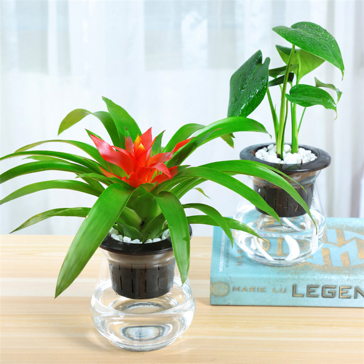 鸿运当头盆栽水培植物室内四季常青小红星绿植好养花卉凤梨花盆景|ru