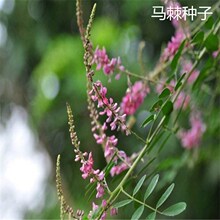 ɢ�b�²Ƀ��|��ľ�N�ӈ@��ͥԺ���^�G���^�p��ľ�N�����l