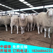 現在小尾寒羊羊羔價格，通遼小尾寒羊羔羊價格，賣小尾寒羊種母羊
