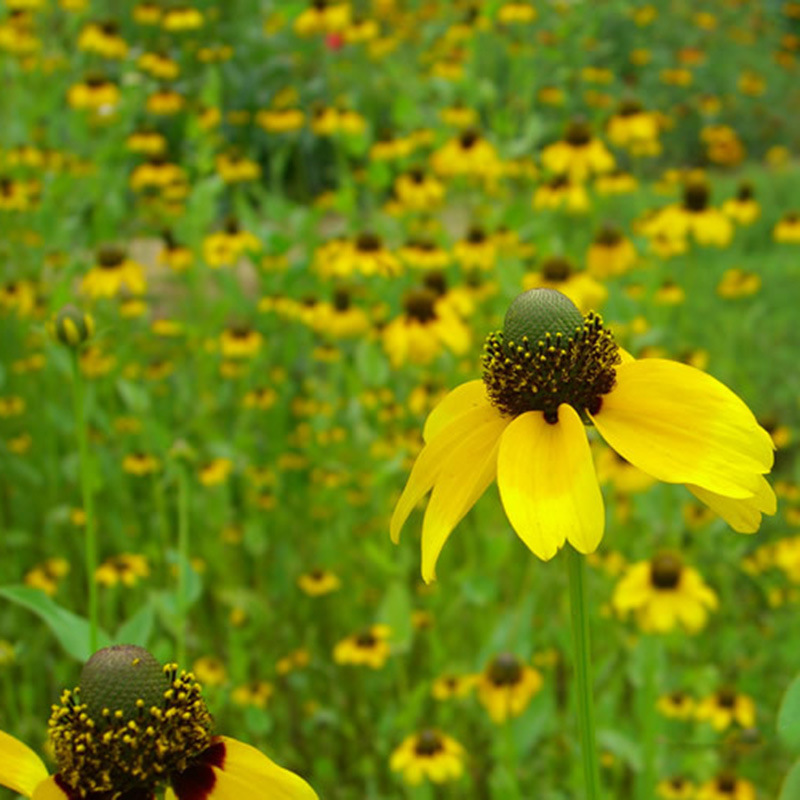 66019f9enaedbea1621f6&690