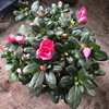 [Base direct batch] Rhododendron seedling potted room indoor courtyard viewing flowers and botanical gardens green plants