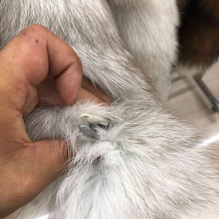 ������Ů������Ƥ��Χ������ëΧ��Χ��������ů�Ӻ����βë����