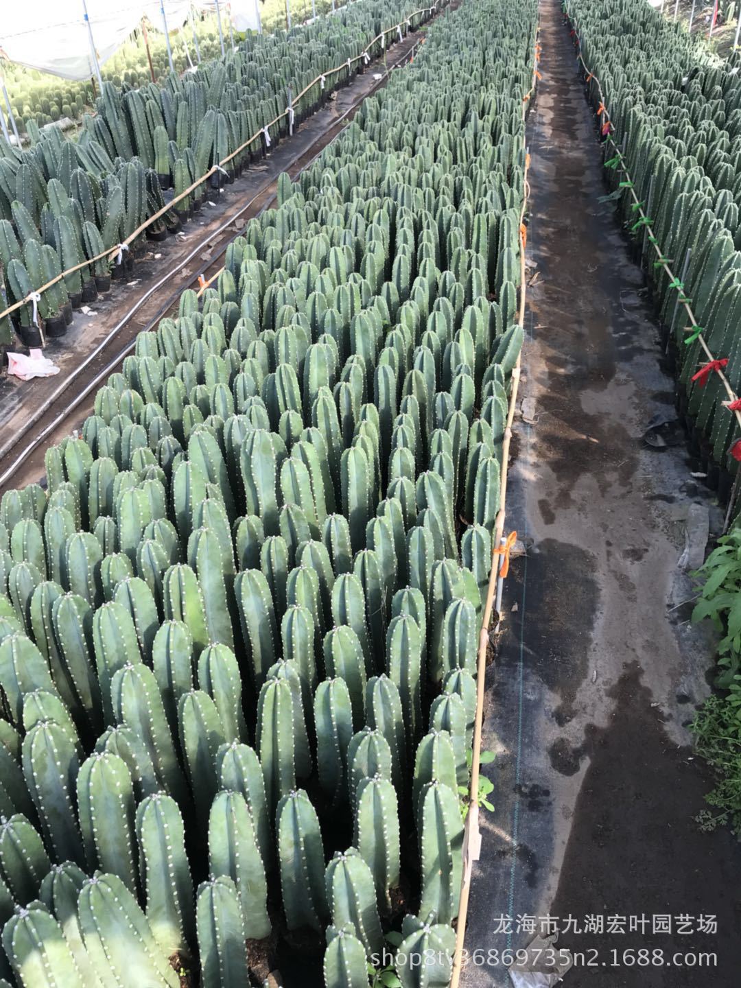 量天尺 铁柱仙人柱 仙人掌沙生植物多肉绿植景观盆栽漳州产地批发-阿里巴巴