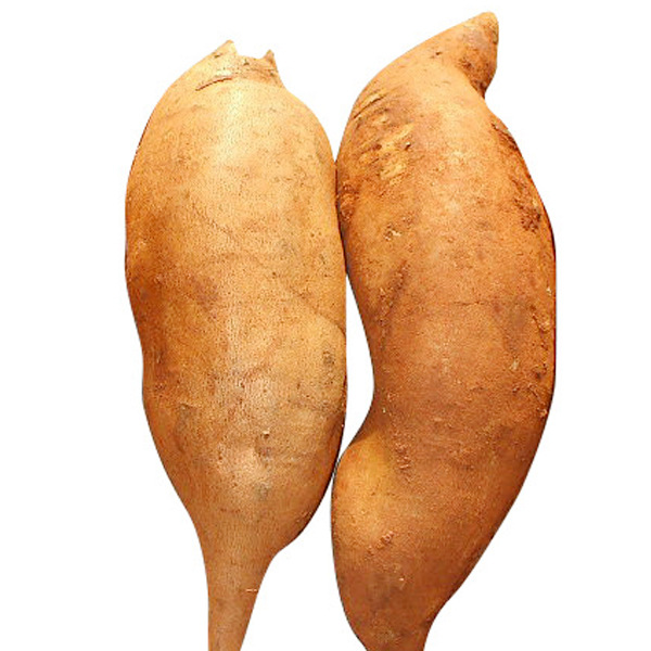 8.20左右发水果云南雪莲果现挖发货清甜低糖代理批发9斤新鲜水果|ms