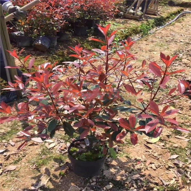 基地批发出售红叶石楠毛笼子 绿化园林花卉绿篱常绿灌木