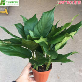 四季常青室内花卉厂家 四季常青室内花卉厂家 公司 企业 阿里巴巴公司黄页