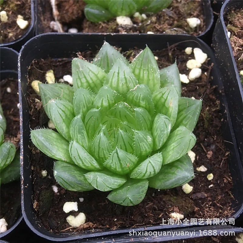 小全园艺 多肉植物批 十二属玉露系列【樱水晶】4-5cm带盆发货|ru