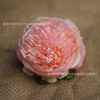 Peony Simulation Flower Celestial Peony Flower Head Wedding Silk Wall Hand Hand DIY Headwear Buhua Home Decoration Fake Flowers