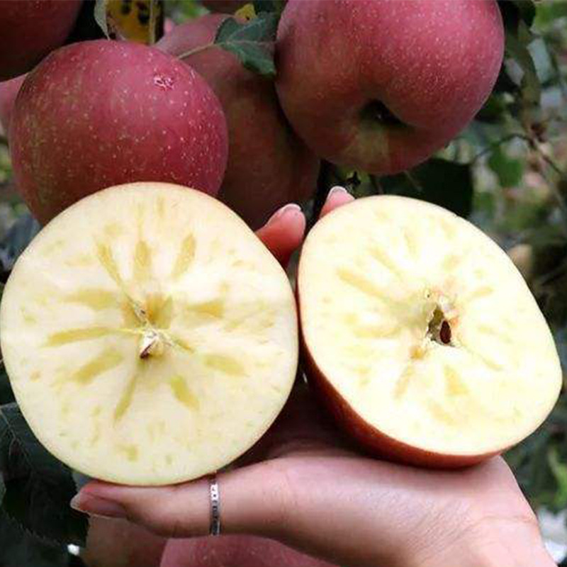 基地直供 四川大凉山冰糖心丑苹果新鲜水果 5斤10斤装 包邮代发|ru