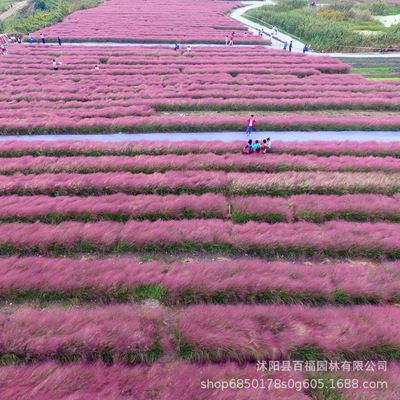 批发粉黛乱子草 多年生草本 园林湿地绿化 苗圃批发 量大电联|ms