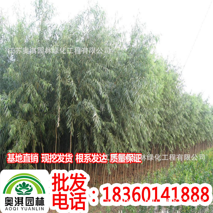 wholesale High pole Trees Seedlings Flowers cherry blossoms Magnolia Magnolia Ginkgo Willow Metasequoia