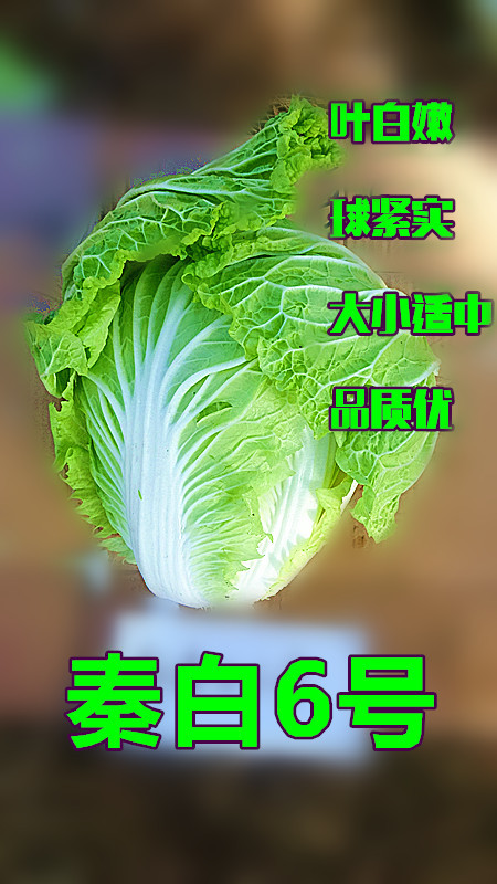 大白菜种子 秦白6号 基地用种 10g/袋 包邮|ru