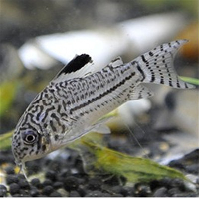 三线豹鼠鱼活体 茉莉鼠清洁鱼萌萌的老鼠鱼热带观赏鱼水族世界