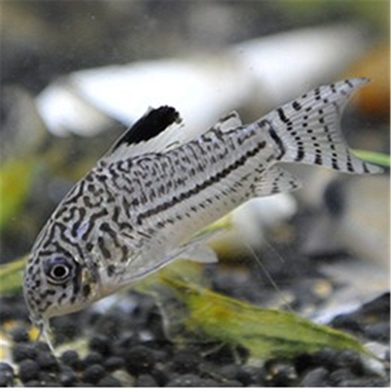 三线豹鼠鱼活体 茉莉鼠清洁鱼萌萌的老鼠鱼热带观赏鱼水族世界