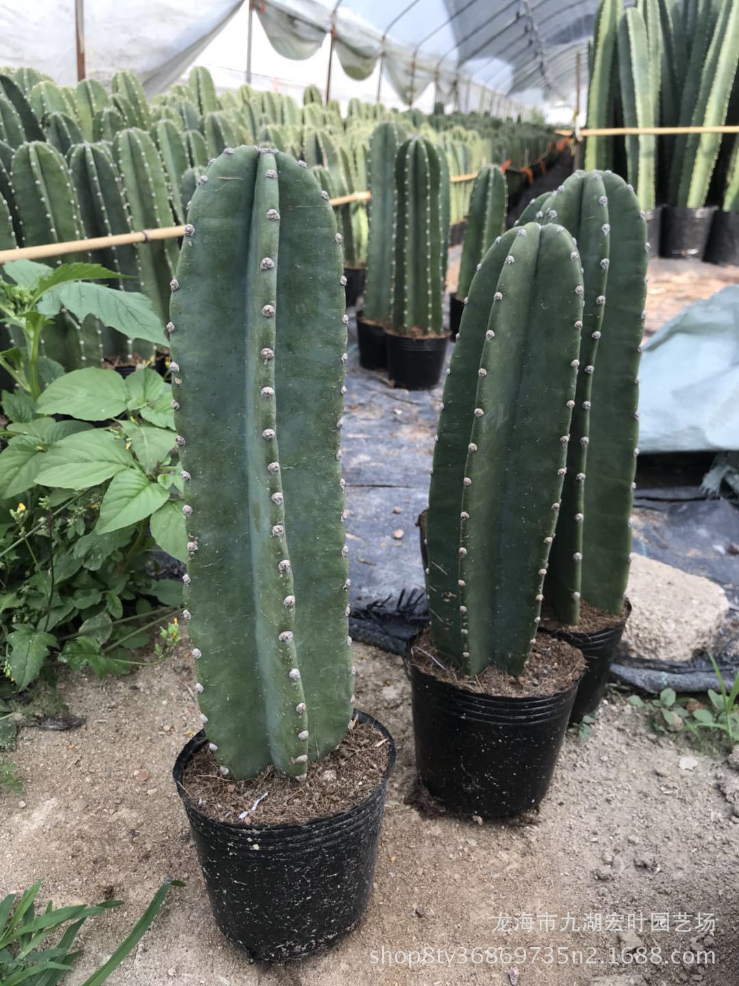 量天尺 铁柱仙人柱 仙人掌沙生植物多肉绿植景观盆栽漳州产地批发-阿里巴巴