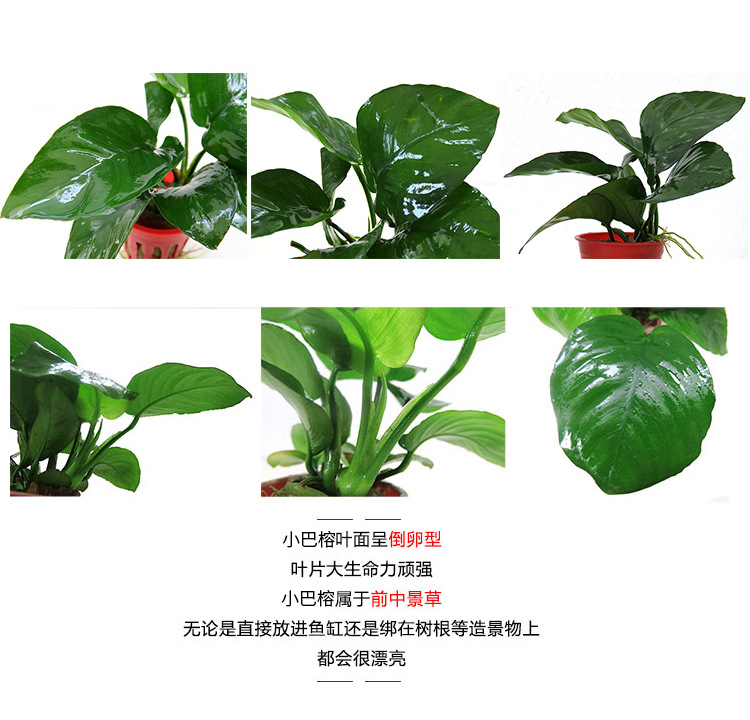 小巴榕详情页 (4).jpg