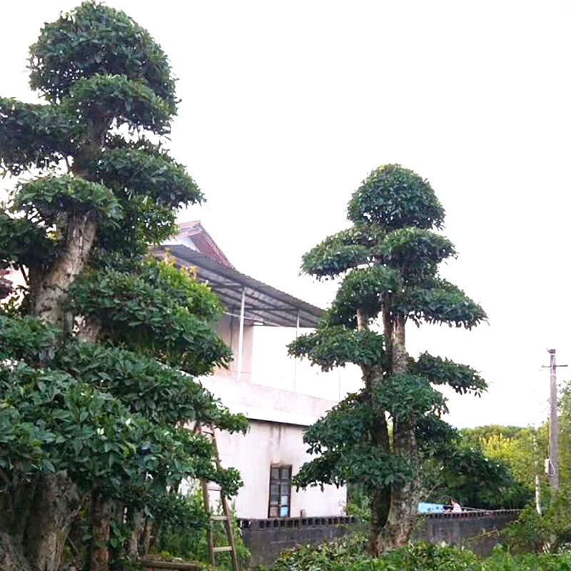 庭院常绿乔木,常绿乔木常绿阔叶,常绿乔木_大山谷图库