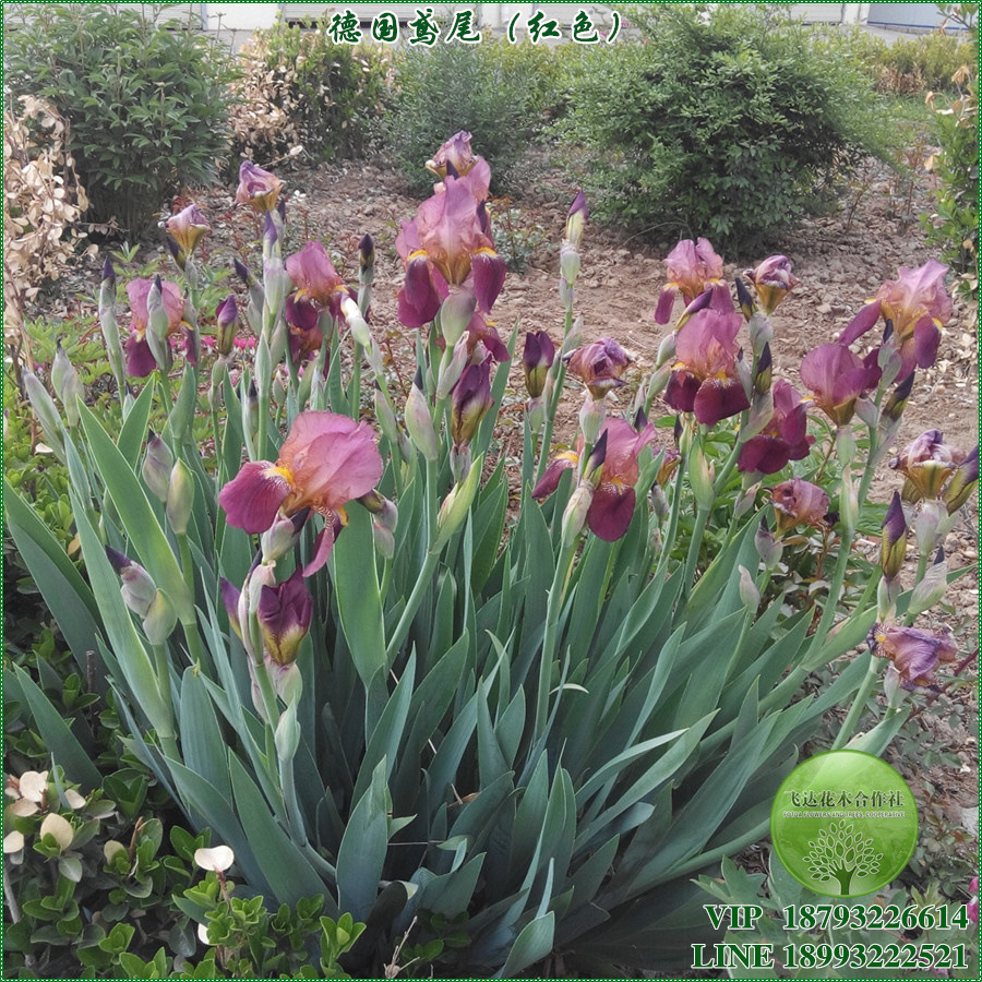 德国鸢尾 红色深蓝色浅蓝色纯黄色复色 宿根冬根草花 绿化 春秋栽|ms