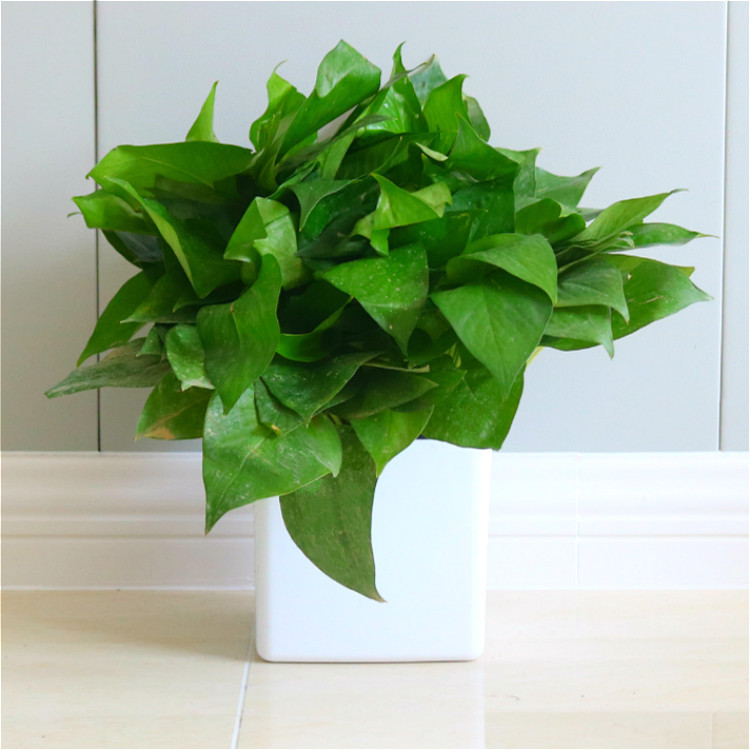 180 # 360 plantas de maceta de orquídeas verdes flores de orquídeas colgantes de flores de planta verde de interior absorción de formaldehído aire purificado gran rosa verde