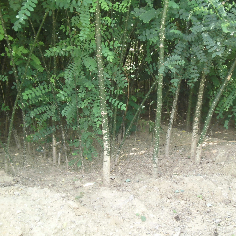 802547baccdb9F3E6654a34F68499c