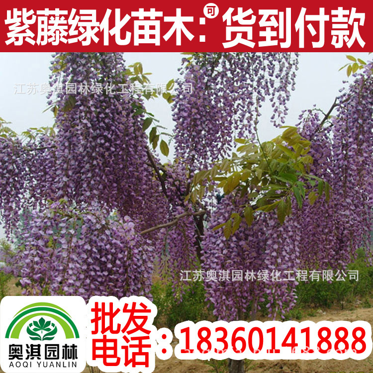 wholesale Wisteria seedlings Other specifications Climbing fast High survival rate