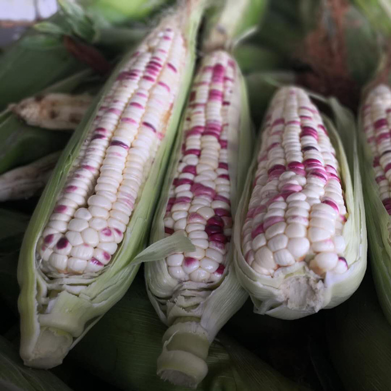 Panzhihua Multicolored Cephalostachyum Corn 5 fresh Deliver goods