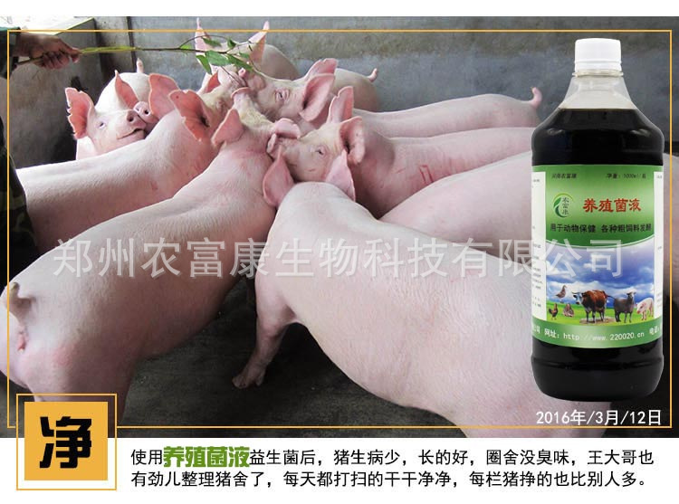 益生菌养猪案例