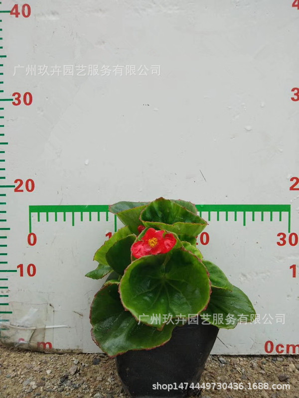 mmexport1534383660464