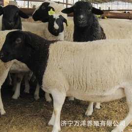 四川购买肉羊羔有补助吗  哪个品种的商品羊价格便宜