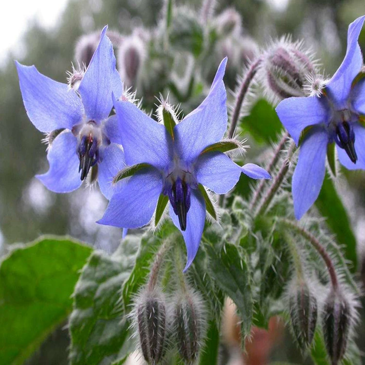 Проект озеленения семян огурачника травы Цветочные сорта полное большое количество скидка может быть оплачена при доставке