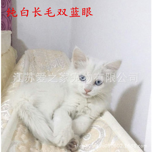 Живая домашняя кошка пастырская апельсиновая кошка Shandong Lion Yellow White Lion Cat White Cat Live Pet Pet Lion Cat Dephit