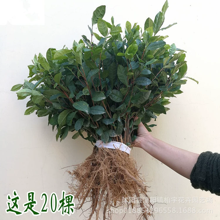 Саженцы деревьев камелии саженцы чайной сливы красная Камелия двор горшок балкон терраса север и юг морозостойкие зеленые растения цветы