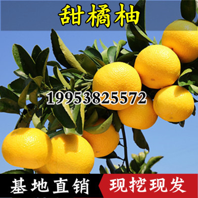 Fruit tree Grapefruit seedlings Sweet orange Grapefruit seedlings Space Tangelo Tangelo Miao Jianyang Sweet Orange Grapefruit seedlings Fruit tree seedlings Potted plant