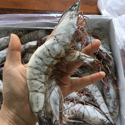 海虾特惠 海鲜冻虾冷冻海鲜对虾 野生海捕大虾毛重4斤盐冻无冰