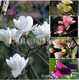 ��ľ�N�����m�N�Ӽt���m�����m�N�ӏV���m�S���m�����m�����ķN��