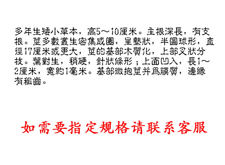 Xue Ling Zhi (Arenaria kansuensis) — Tibetan Snow Ginseng Herb, Sulfur-Free Dried Whole Herb quality and texture